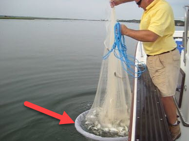 Bait Transfer Pen