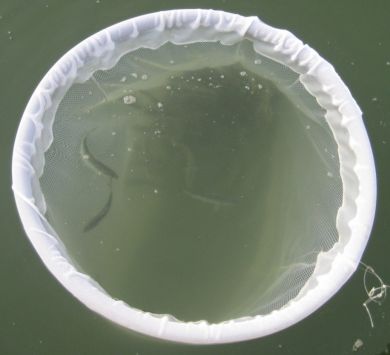 Bait Transfer Pen
