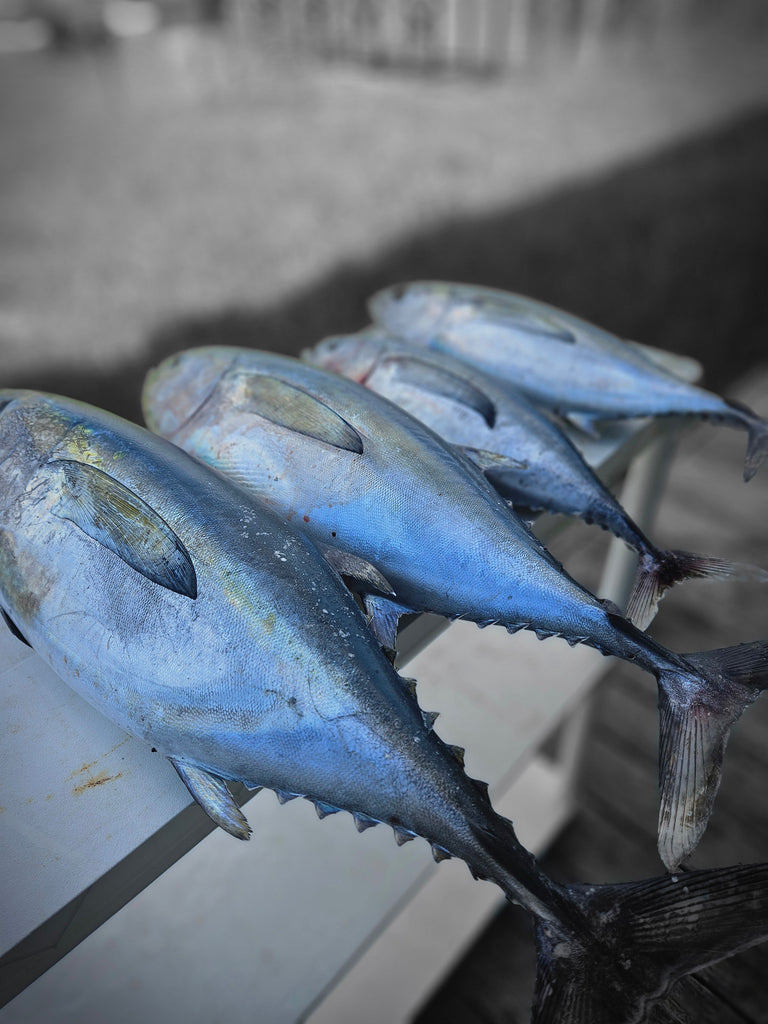 The Thrill of Blackfin Tuna Fishing in North Carolina's Gulf Stream: A Testament to Fishermans Warehouse Gear
